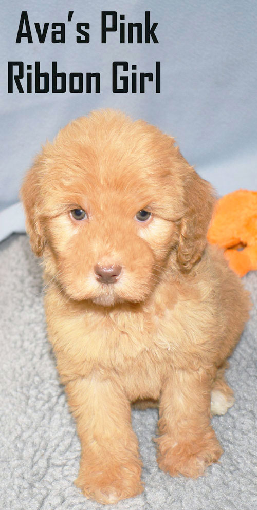 australian labradoodle